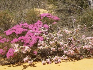 20101030-075745.jpg